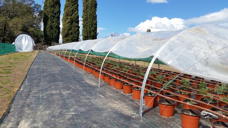 establishment under a cloche