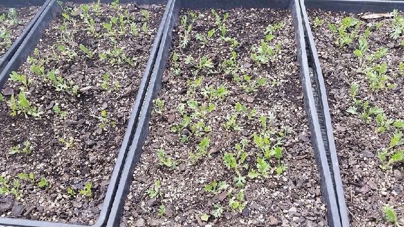 seedlings being germinated