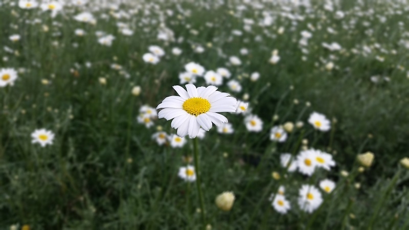 spring flowers opening