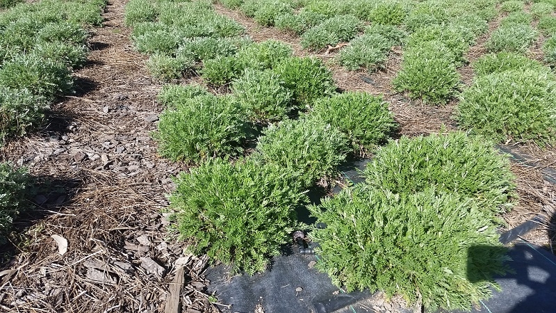 plants wintering