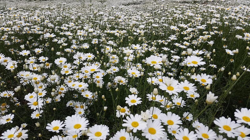 Field of flowers