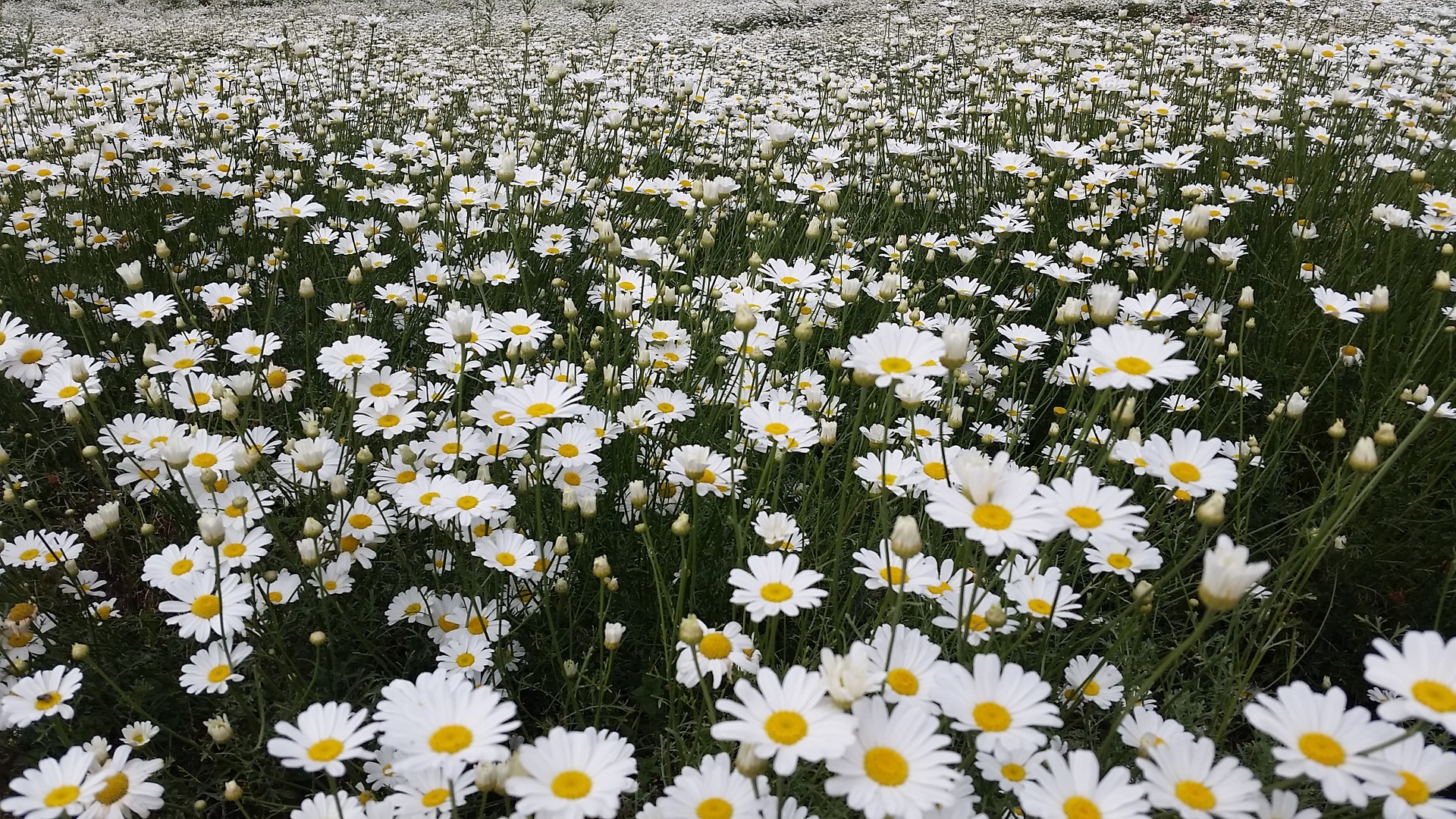 PYRETHRUM NZ